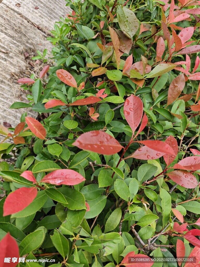 红叶绿叶交织的植物景观