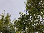 仰视绿树蓝天
