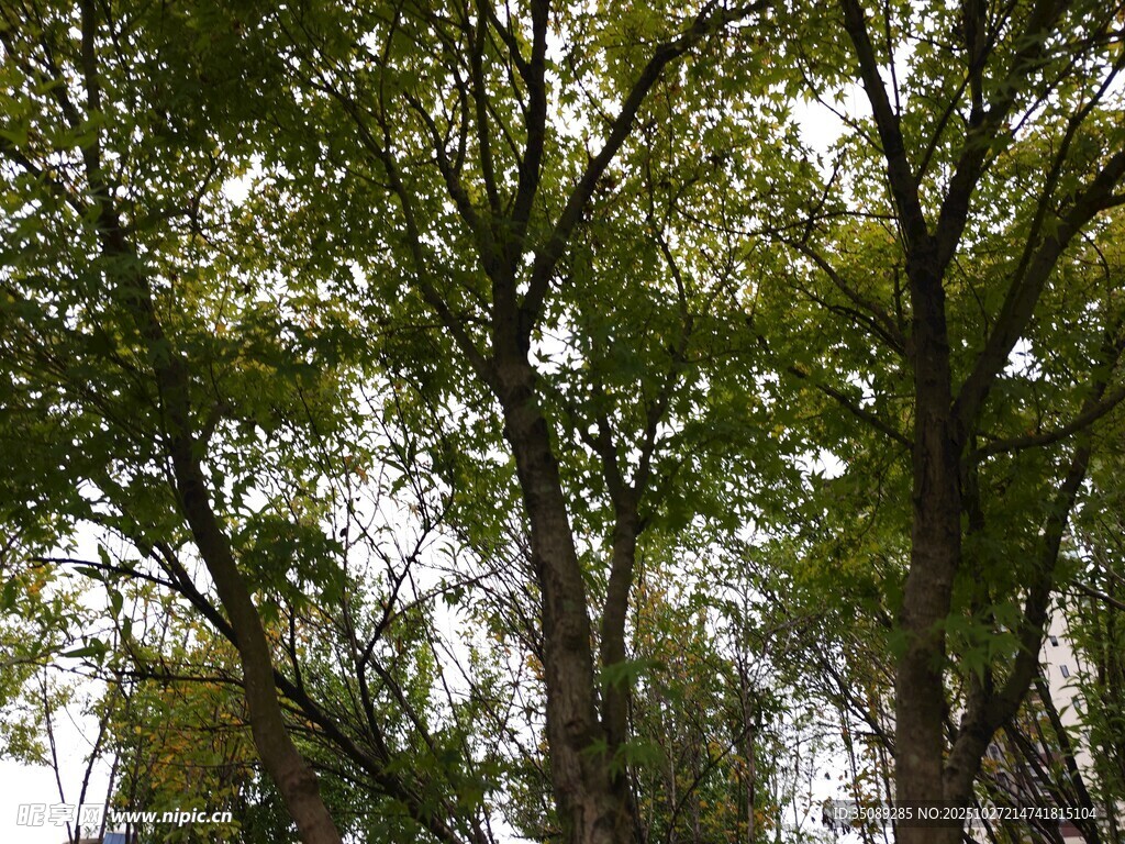 茂密枝叶间的天空一角