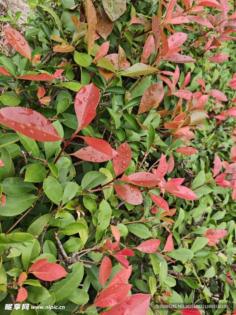 红叶绿叶交织的植物景观