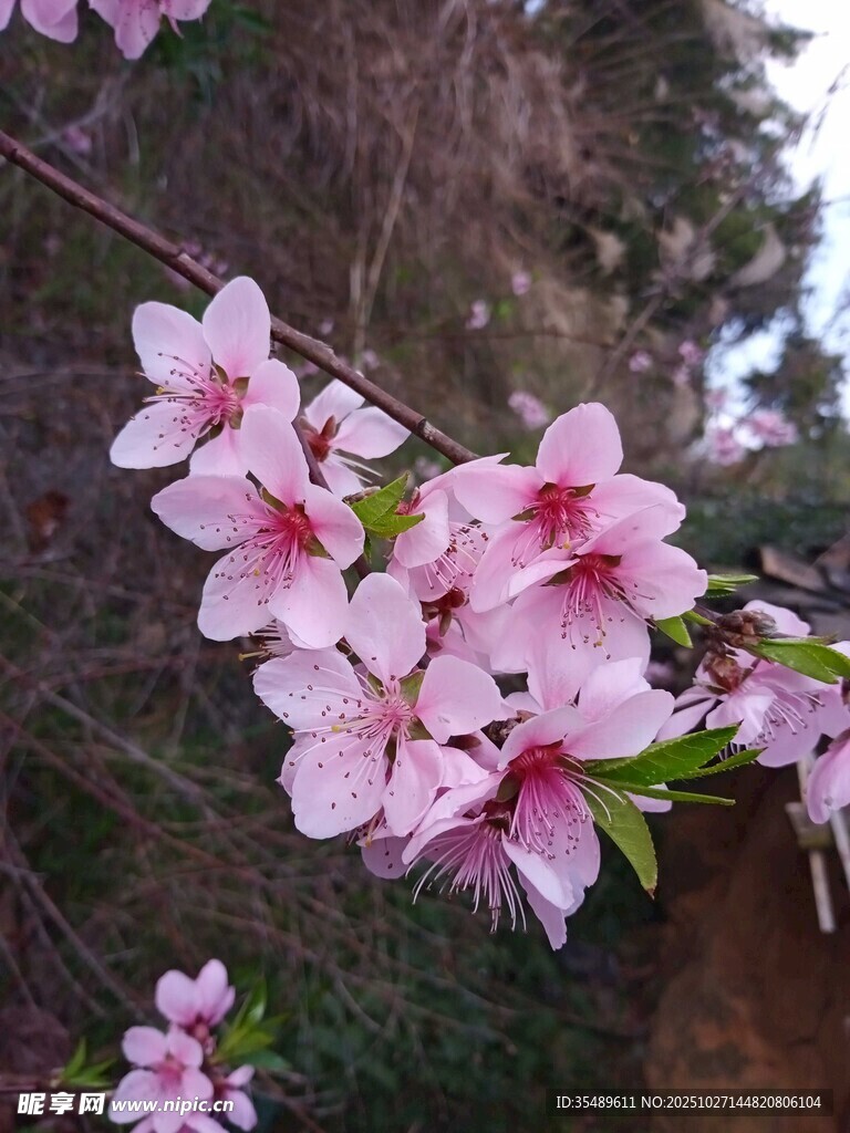 枝头绽放的粉嫩桃花
