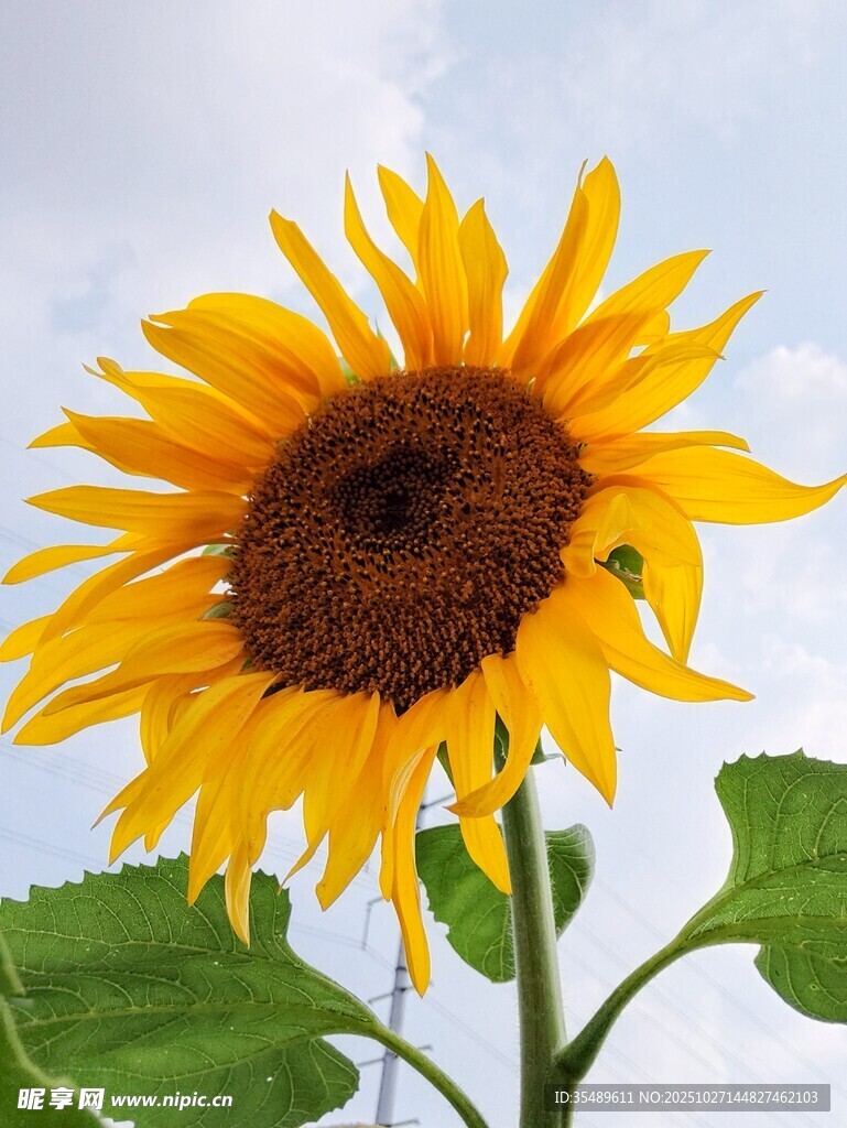 阳光下的灿烂向日葵