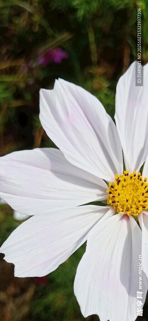 白色波斯菊特写