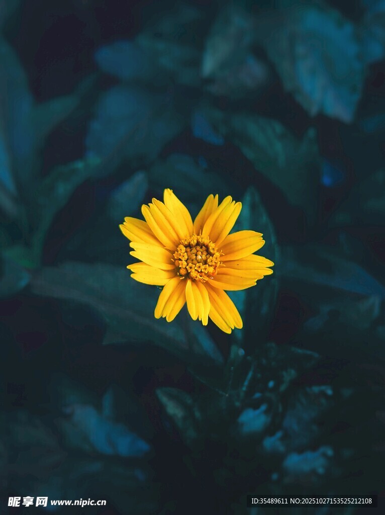 单朵黄色小花绽放