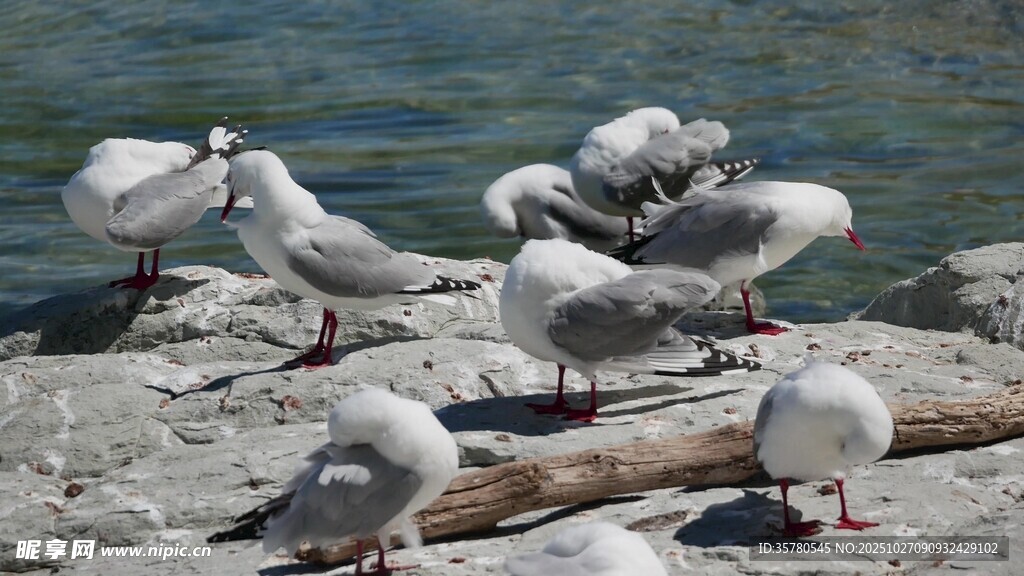 岸边群聚的海鸥