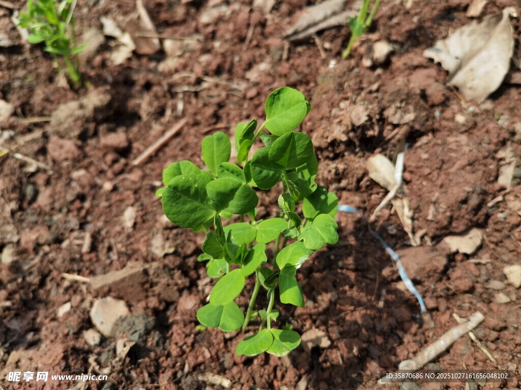嫩绿幼苗破土而出