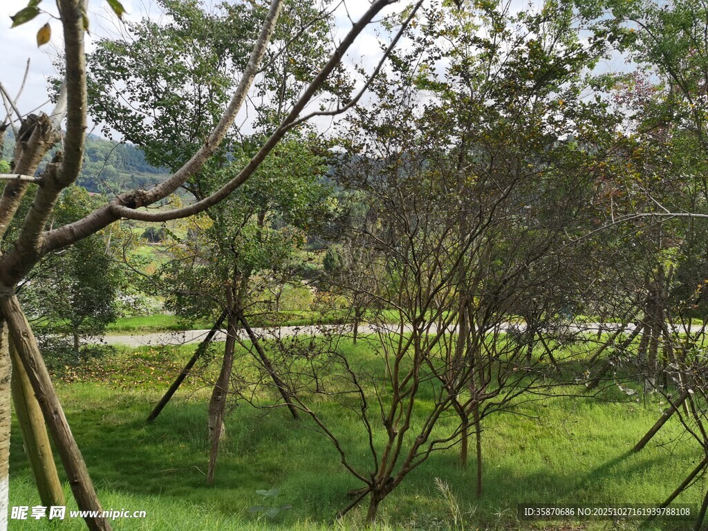 户外绿意盎然的树林景观