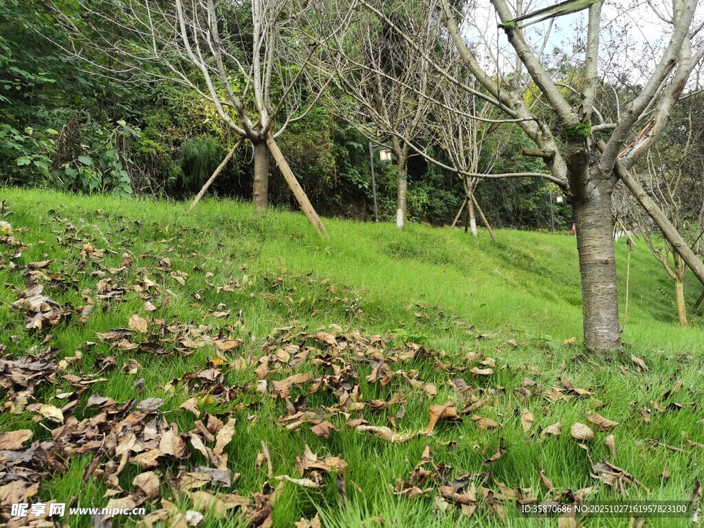 秋日草地与树木景观