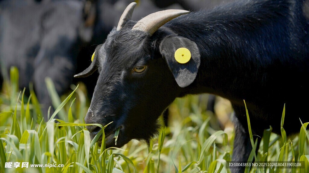 黑山羊低头食绿草