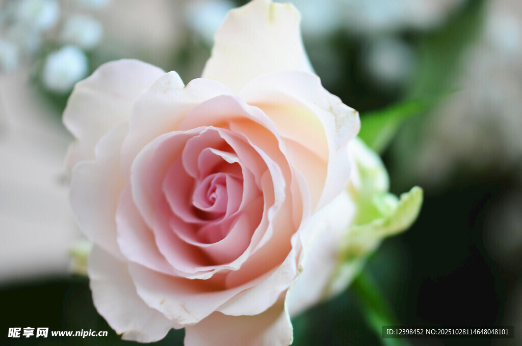 淡粉色娇艳玫瑰花特写