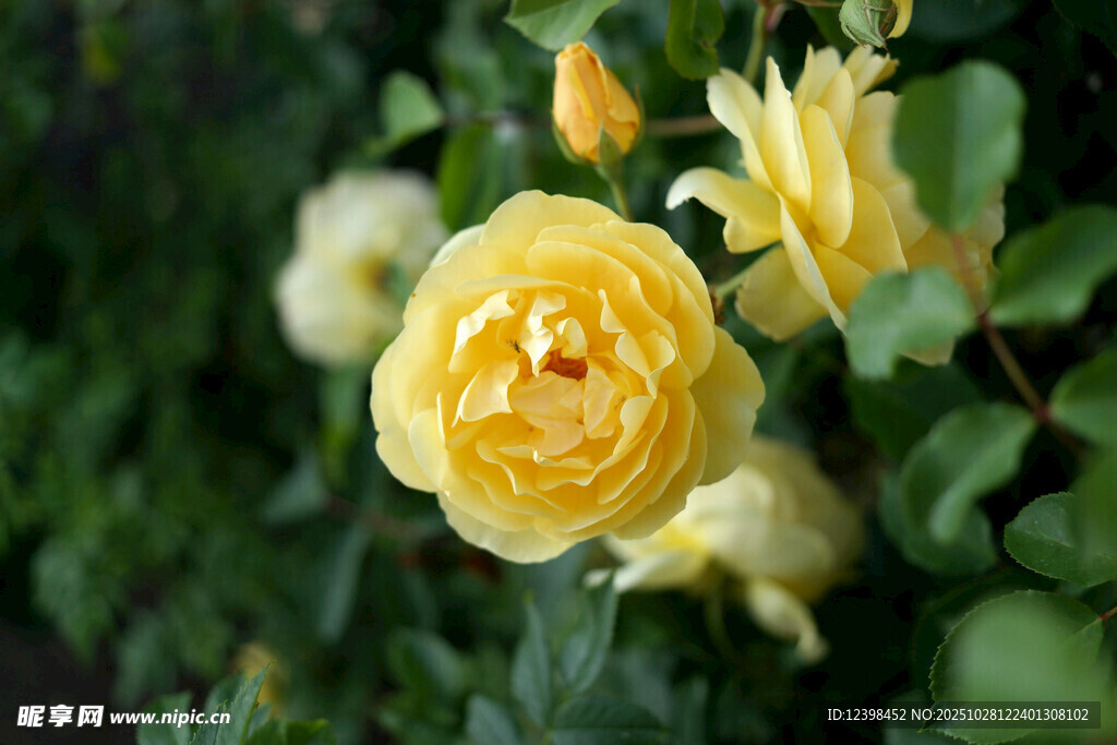 黄玫瑰绽放