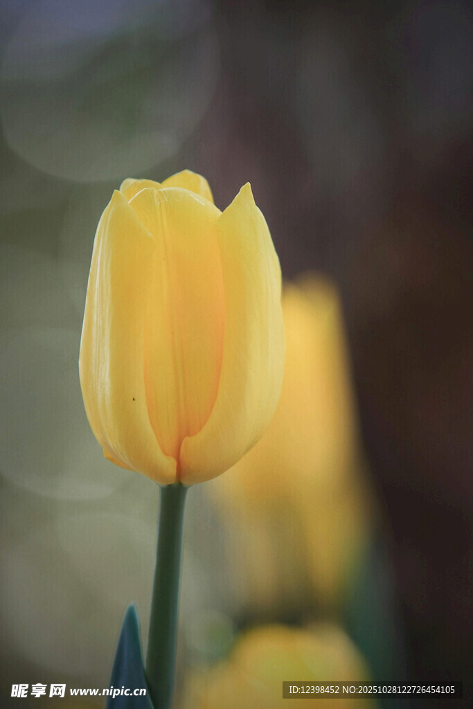 黄色郁金香特写