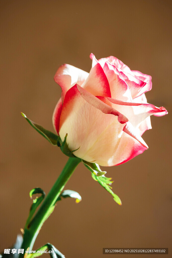 娇艳双色玫瑰特写