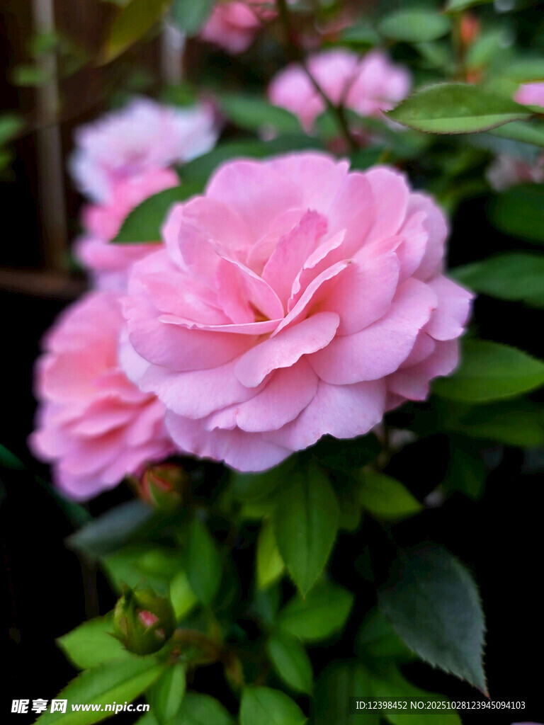 娇艳粉色山茶花绽放