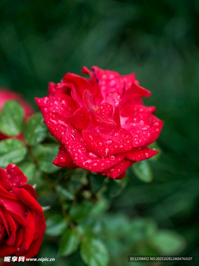 娇艳带露红玫瑰