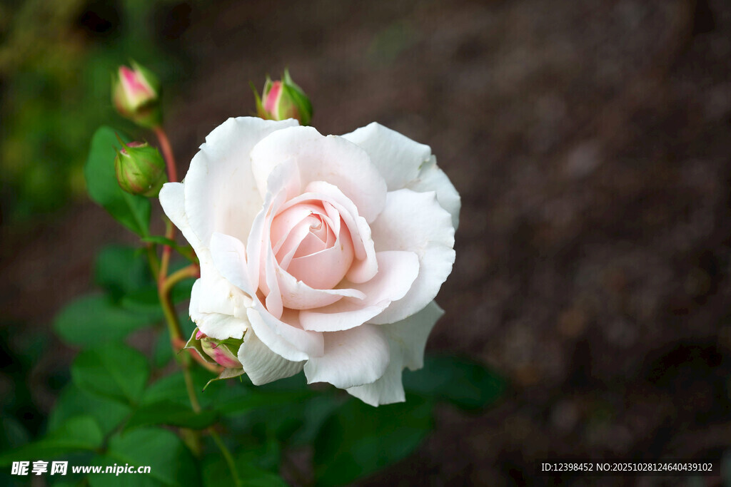 单朵淡粉色玫瑰花特写