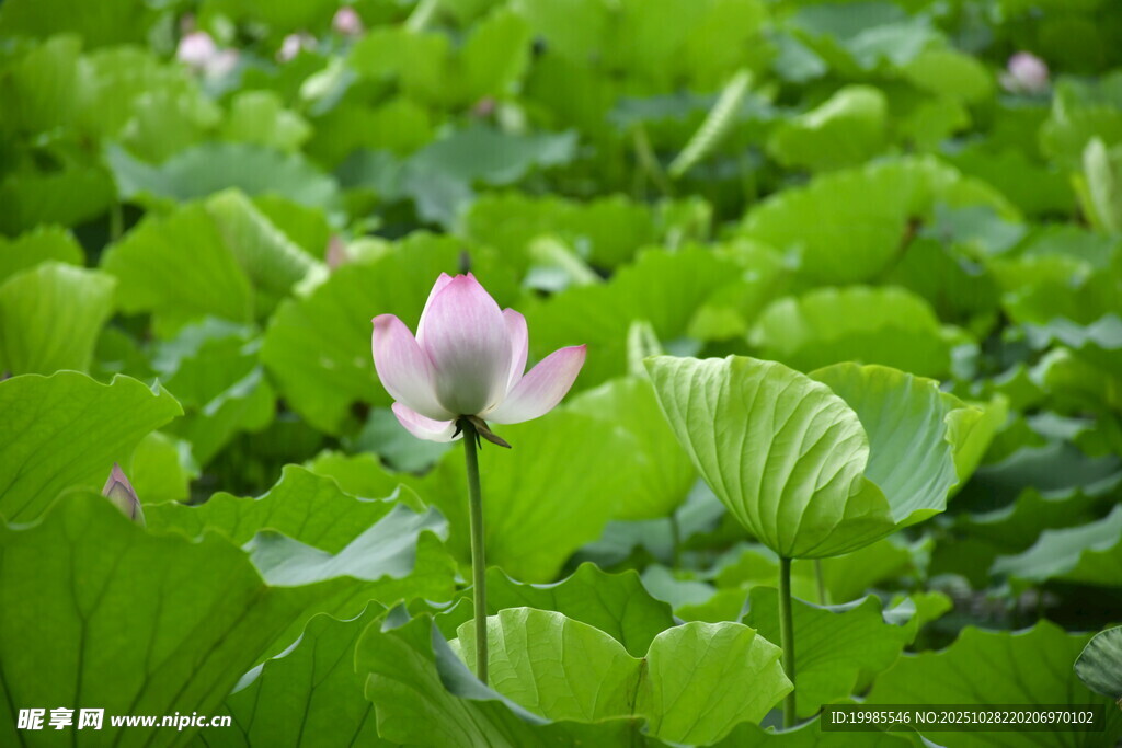 荷塘中绽放的娇艳荷花