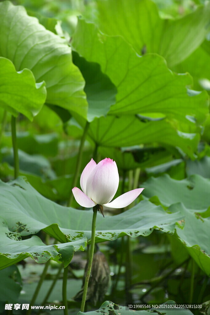 一朵粉荷绽于绿叶间