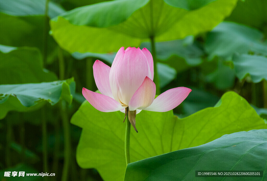 娇艳荷花绽于翠绿荷叶间