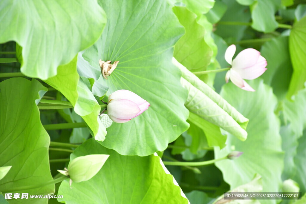 荷塘中的粉嫩荷花与绿叶