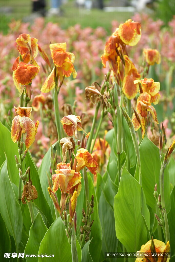 艳丽美人蕉绽放于绿野