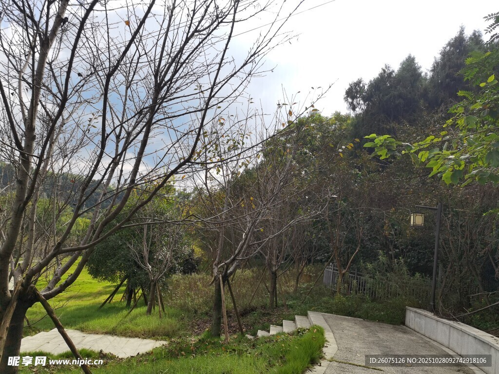 林间小径静谧自然景致