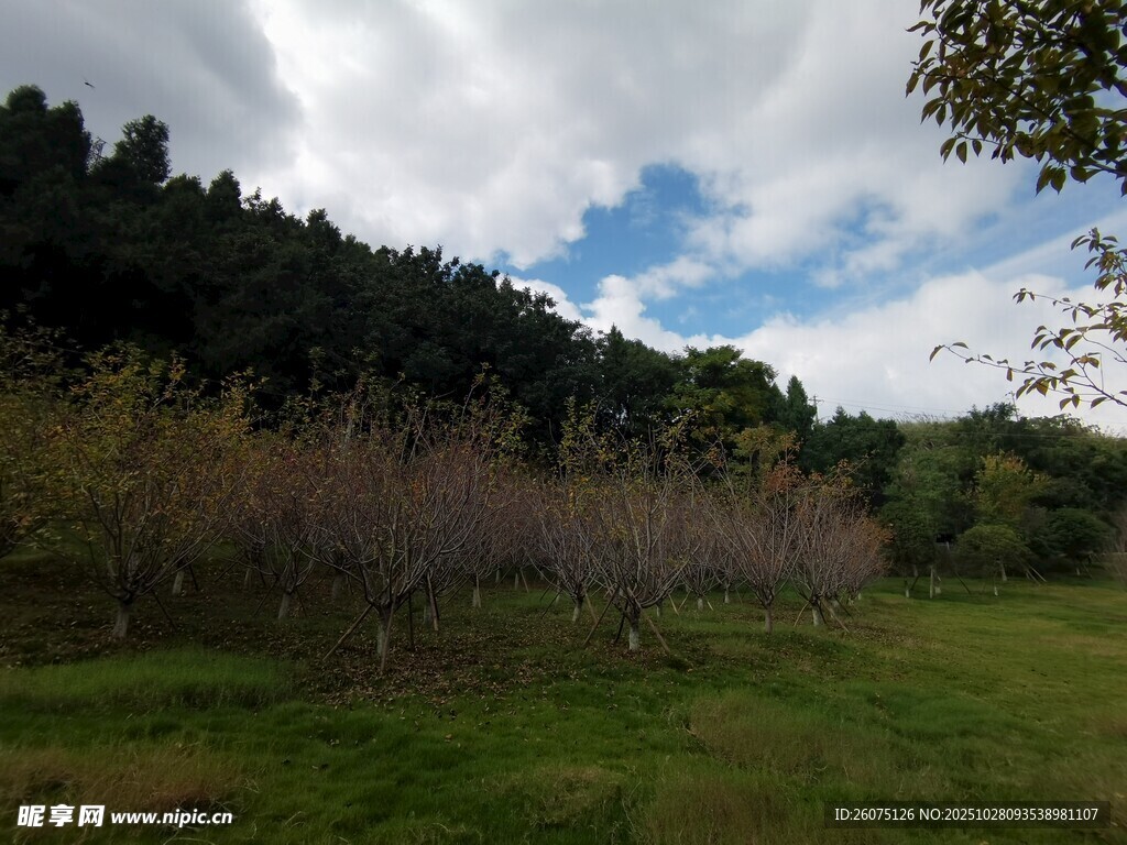 山间草地树林风景图