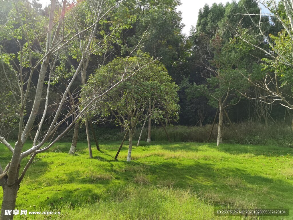 阳光照耀下的绿意盎然草地