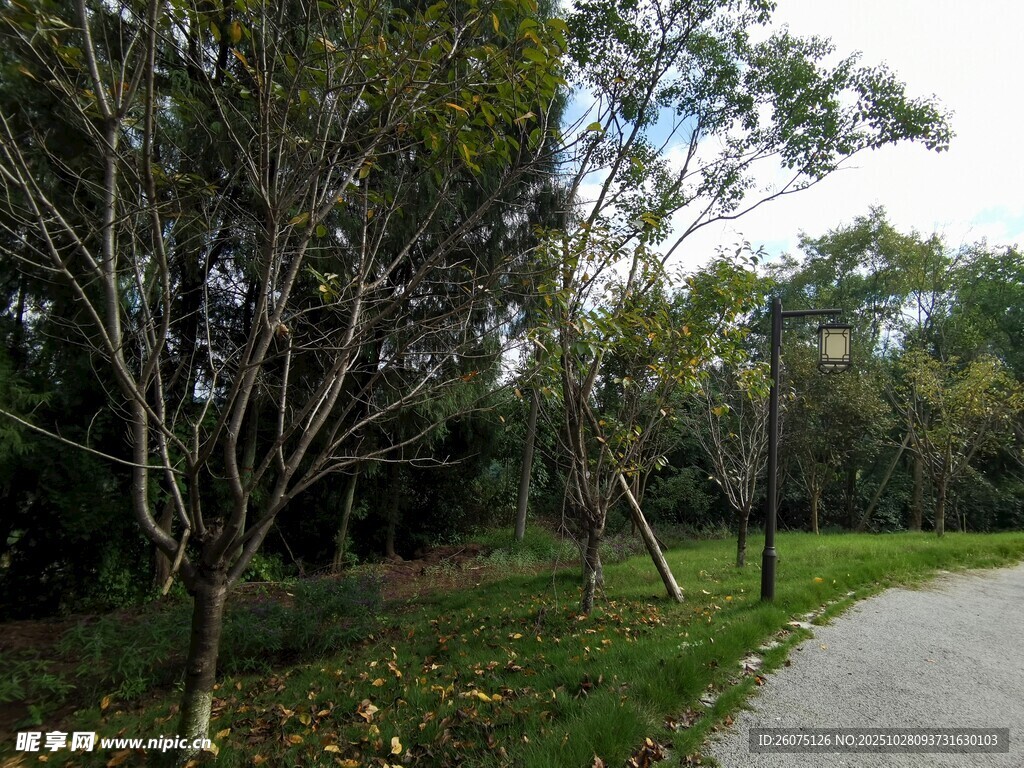 林间漫步道自然好风光