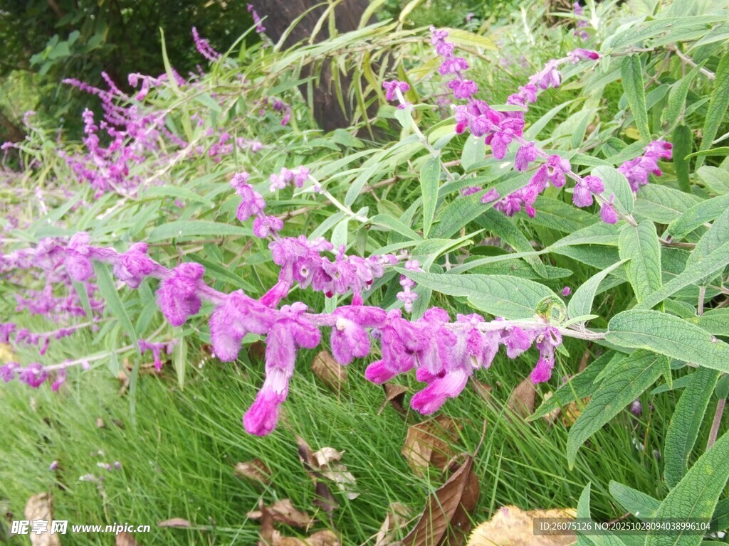 紫色野花绽放于草丛间