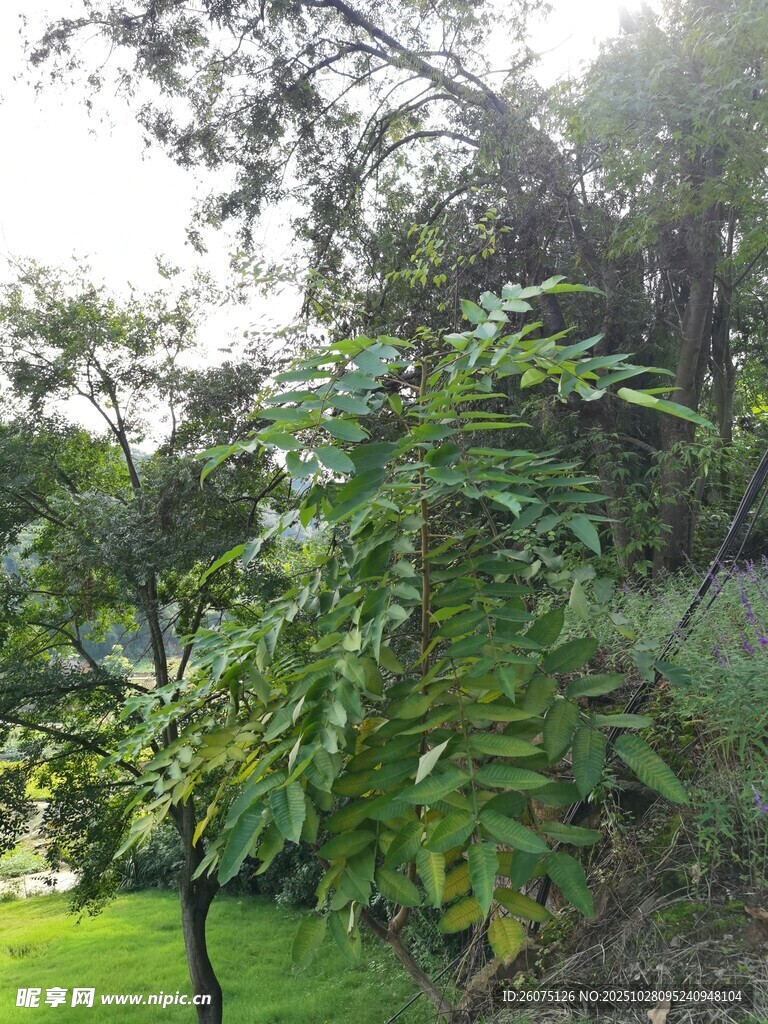 阳光下的繁茂绿植