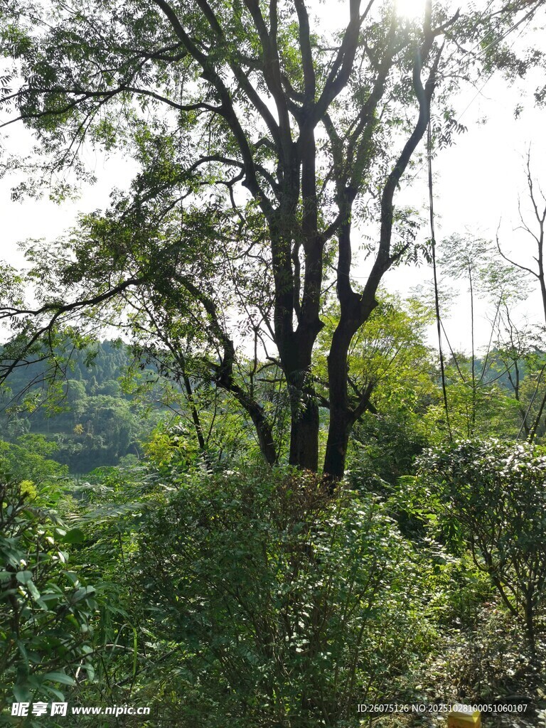 山林间繁茂树木景观