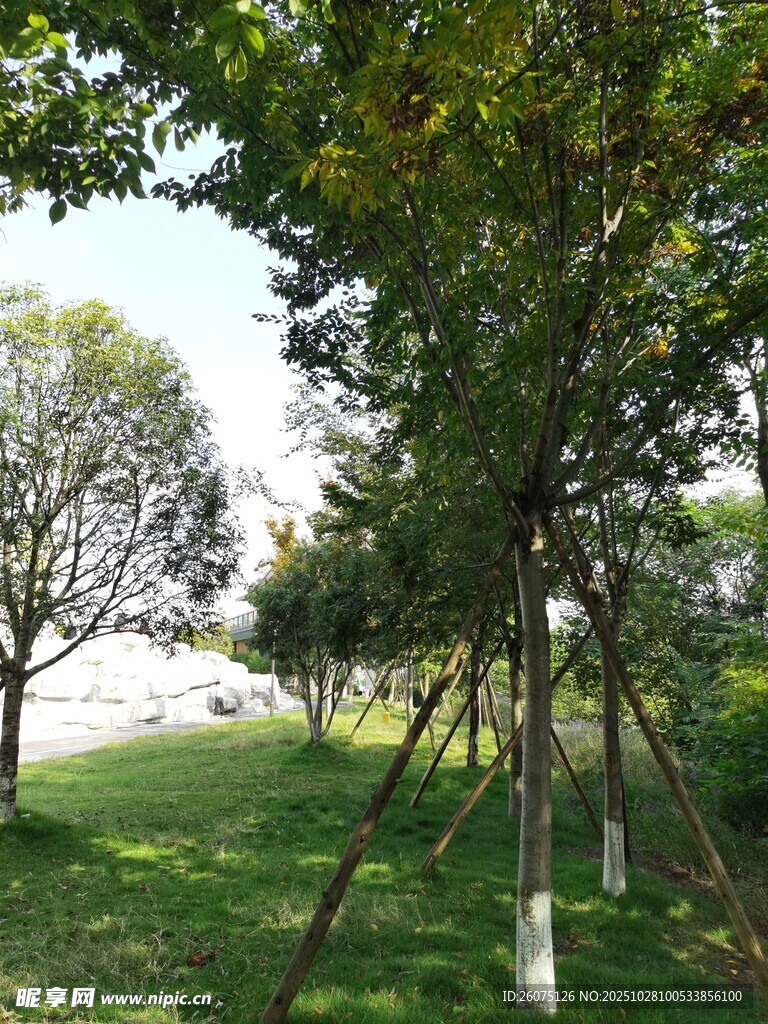 绿树成荫的公园景致