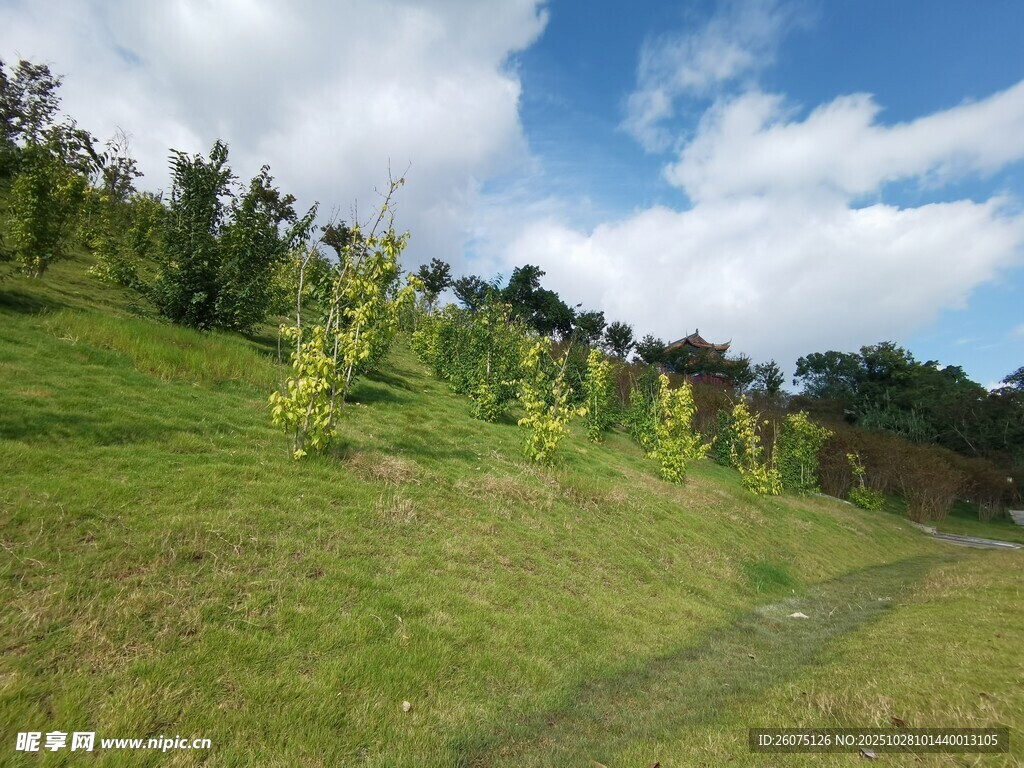 绿意盎然的山坡风景
