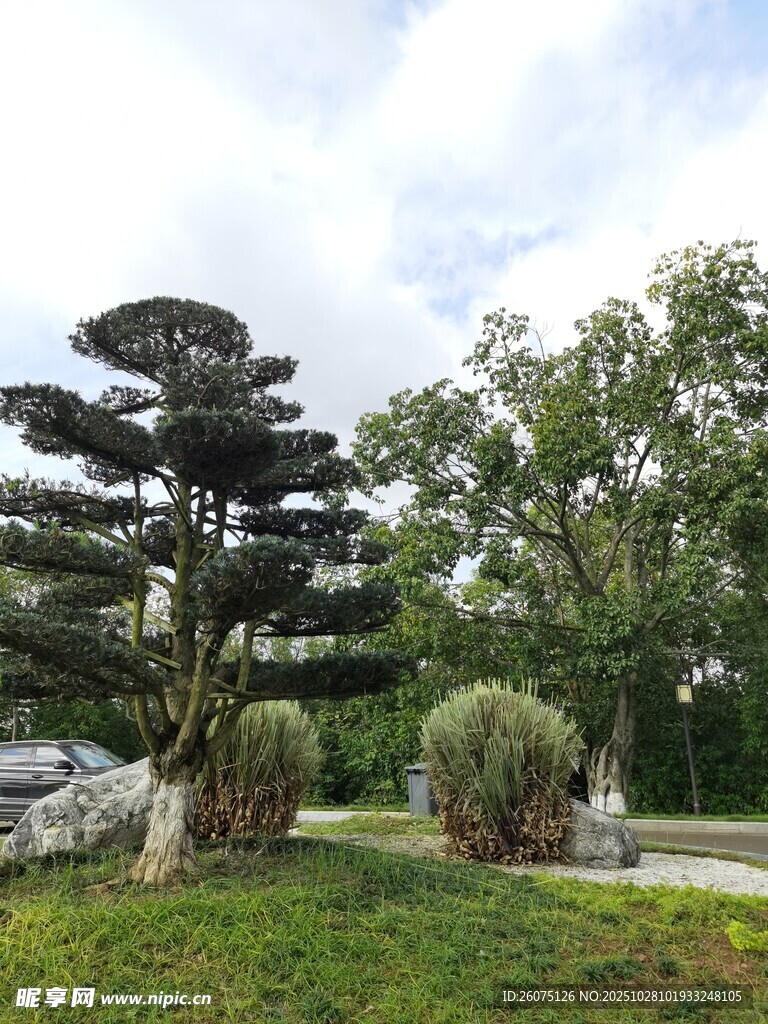 园林中造型独特的树木