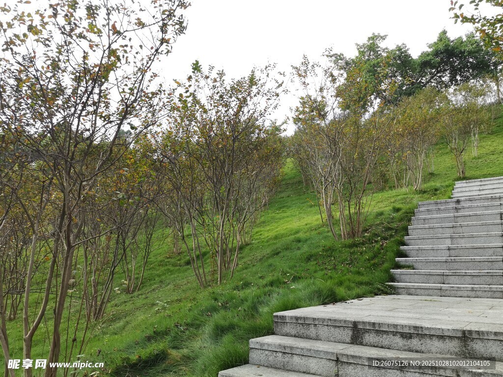 山间石阶旁的绿意景致