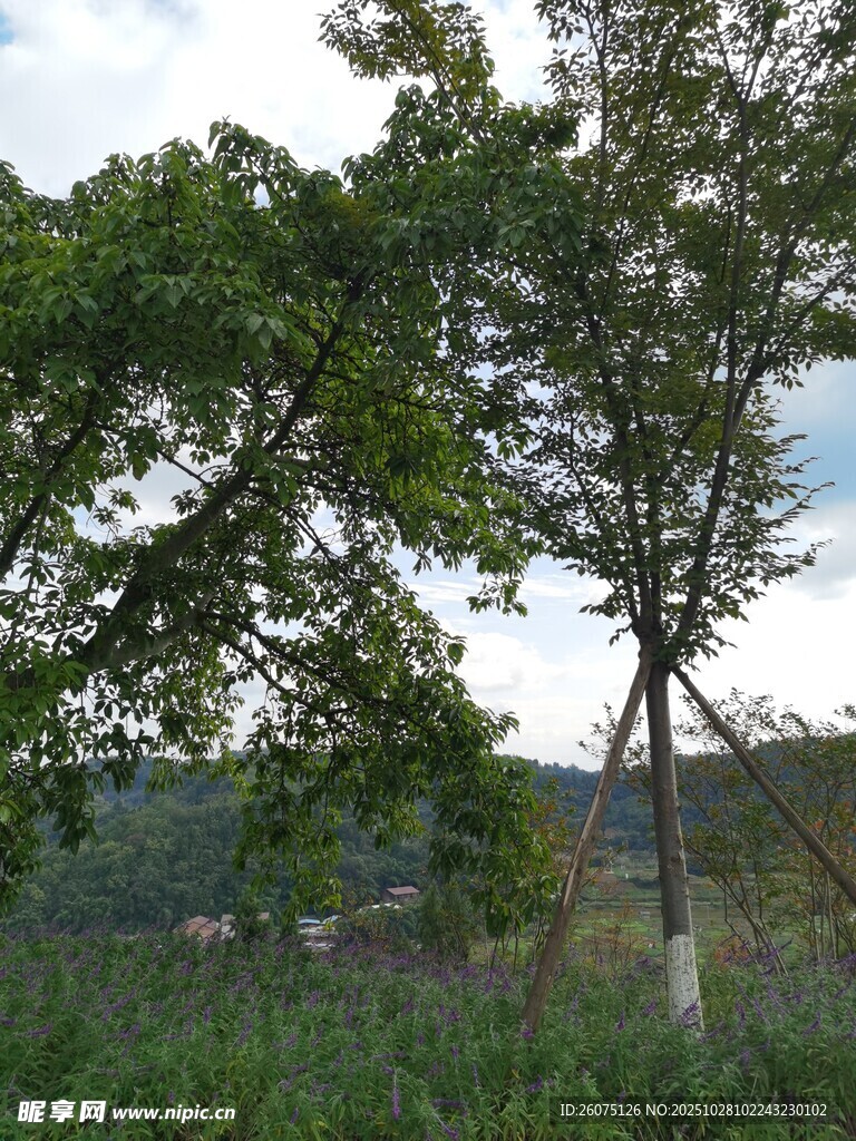 田野中的两棵绿树