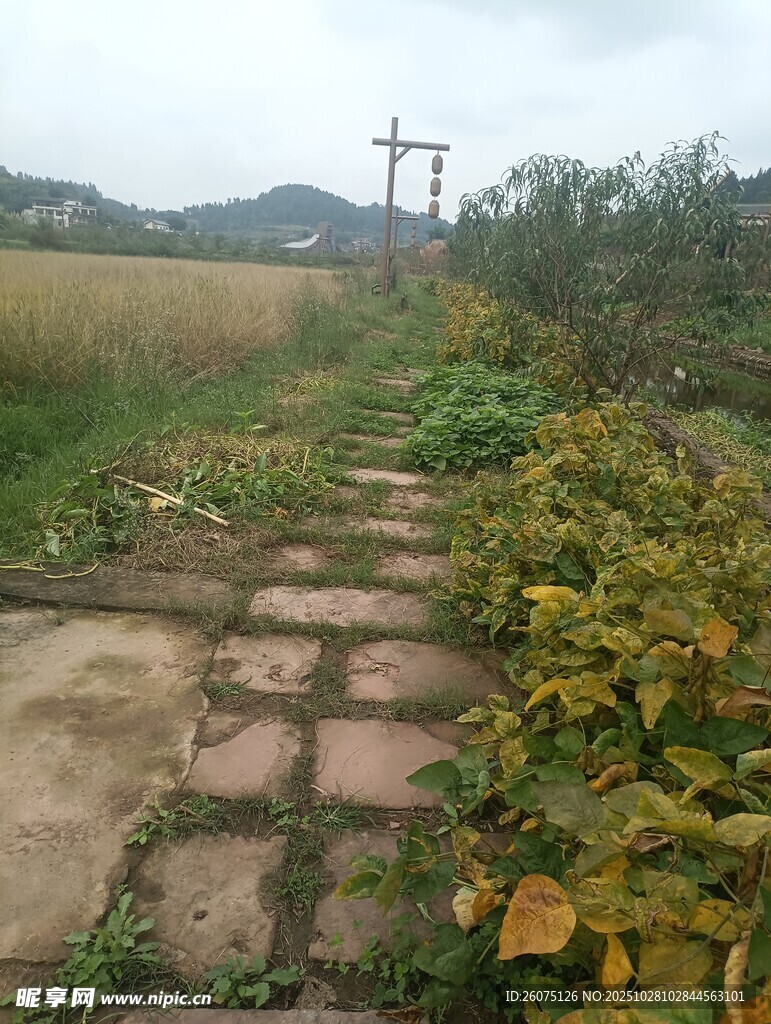 乡间石板小径秋意盎然