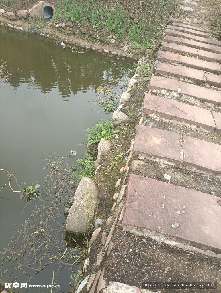 砖砌小径旁的水塘