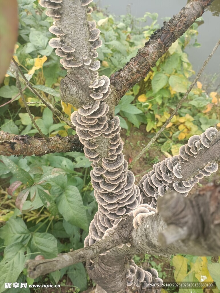 树干上缠绕的奇特菌类