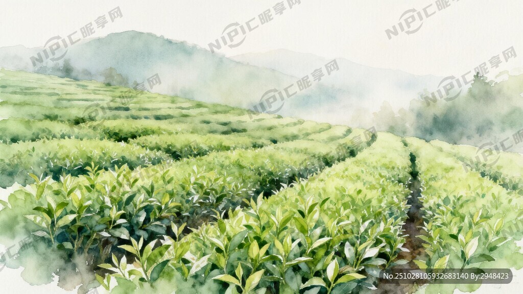 水彩画风格的一片茶园和淡淡的远
