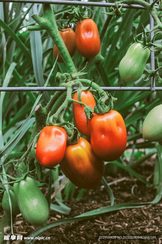 藤蔓上的多彩成熟番茄