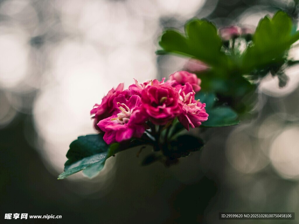 娇艳粉色花朵绽放枝头