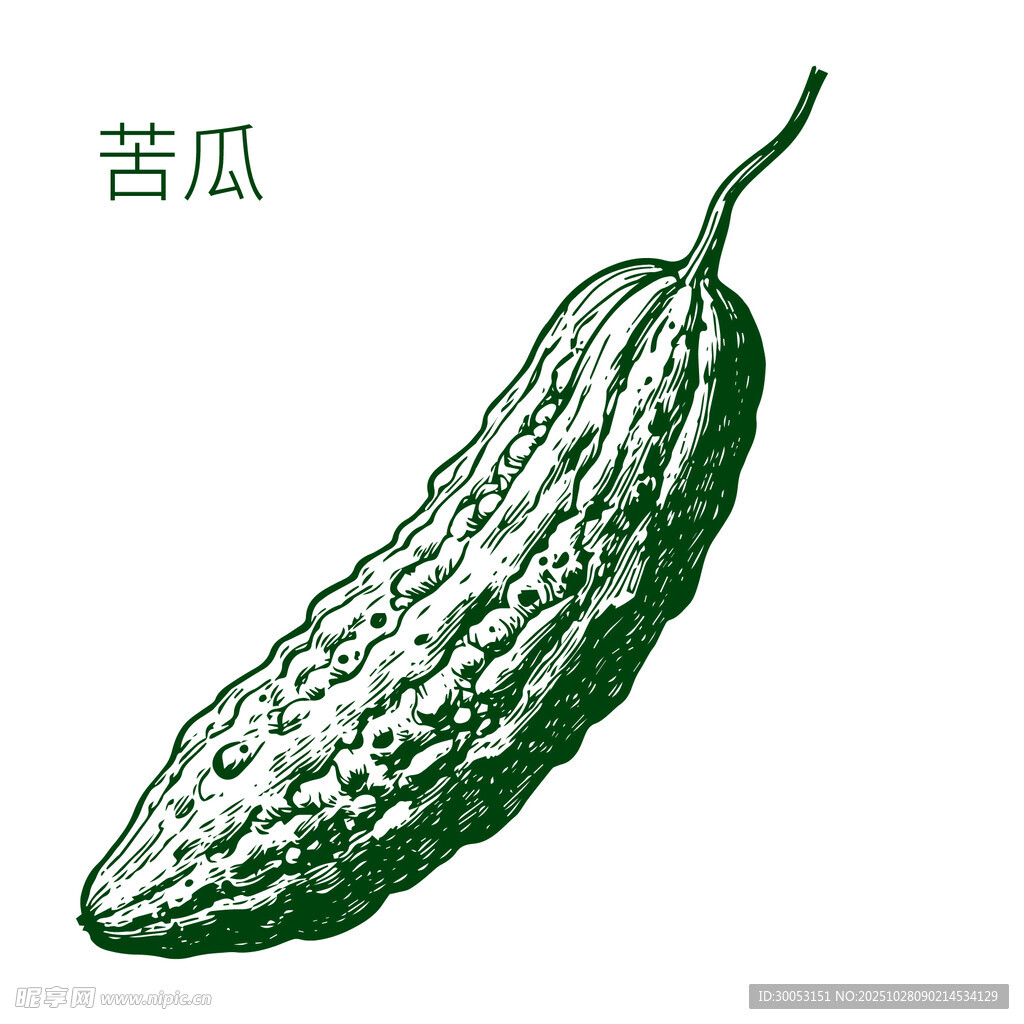 手绘苦瓜图