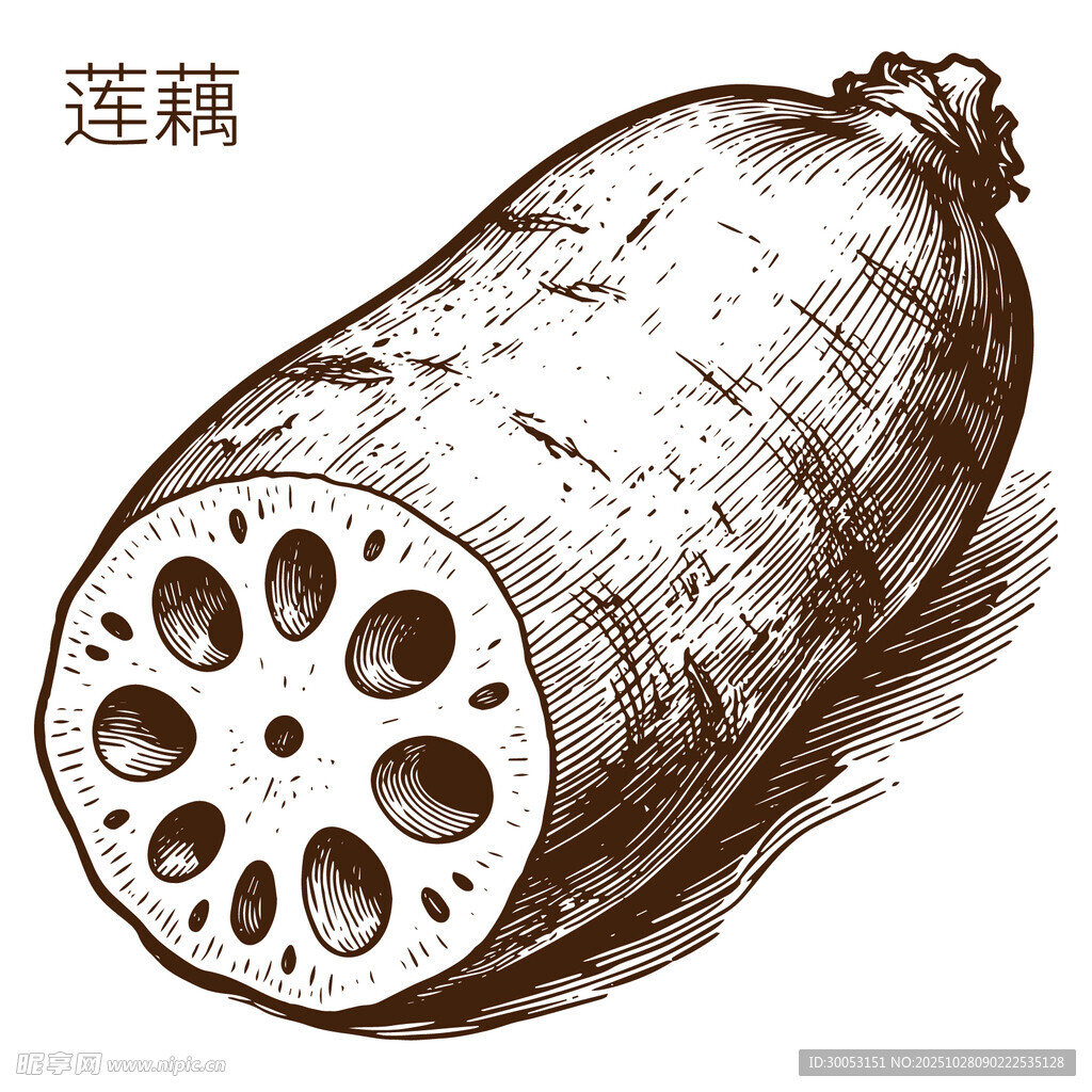 手绘莲藕切面图