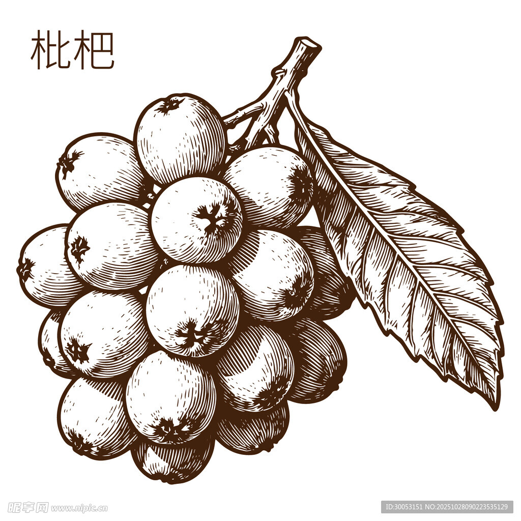 手绘枇杷果实与叶片图