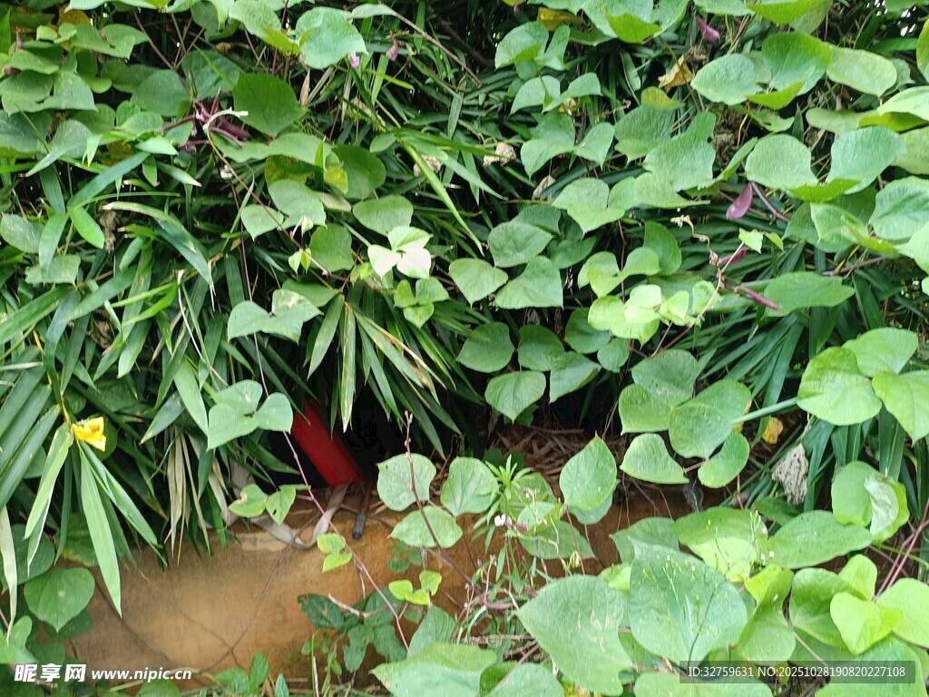 繁茂绿植中的隐秘景象