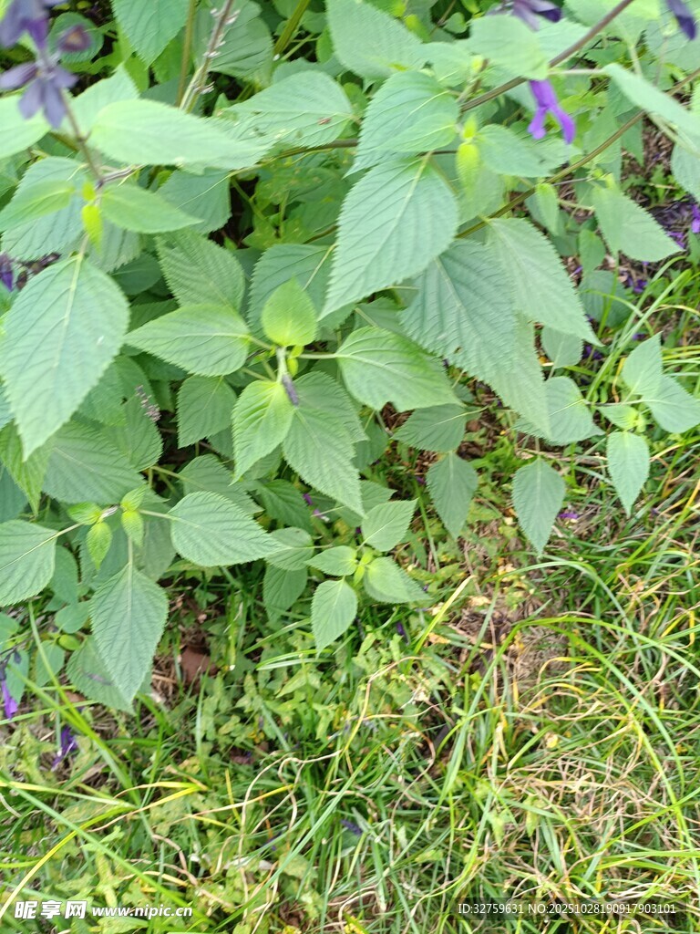 绿叶间的紫色小花