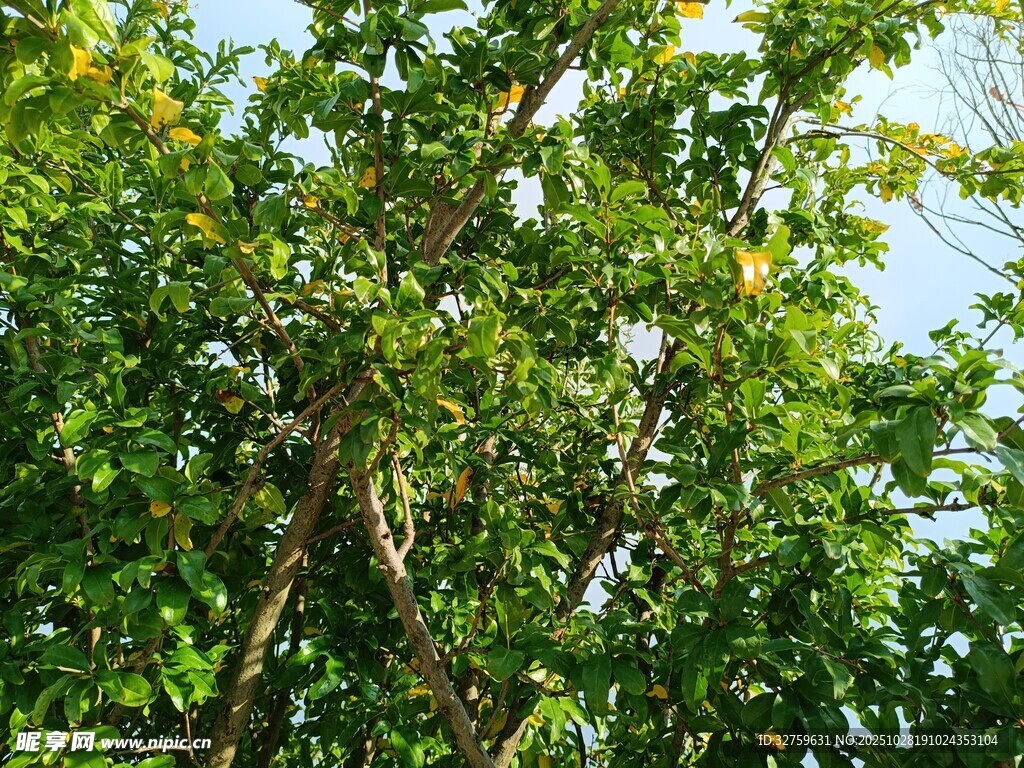 繁茂绿树展现自然生机