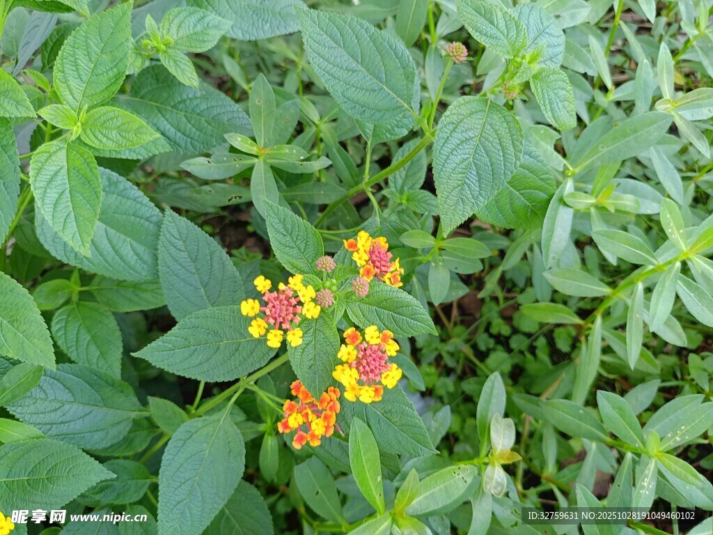 绿叶丛中的多彩小花
